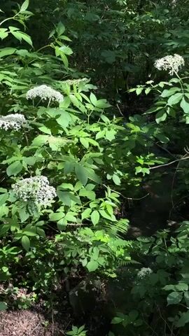 The camera shows a dense green forest under dappled sunlight, with a small stream running through it. The foreground is filled with lush vegetation, including bushes with large, broad leaves and clusters of small white flowers resembling elderflower. There is also a scattering of ferns. The camera is still, providing a stable view of the tranquil natural scene. The overall impression is one of a healthy, thriving forest environment.