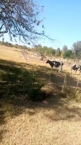 The video shows a rural scene, starting with a view of a pasture with several black and white cows grazing behind a wire fence.  The camera then moves to show a red Massey Ferguson tractor moving along a dirt road.  The environment consists of dry grassy fields, trees, and a clear blue sky.  No people are visible in the video.