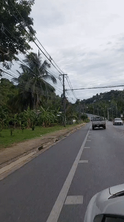 Cruising a tropical road lined with palms in Ko Samui