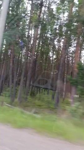 A person is filming from a moving vehicle, looking out at a forest. The trees are tall and thin, with green foliage. There is a dirt or gravel road in the foreground. In the middle of the video, a signpost with a white sign is visible. The video is shaky due to the movement of the vehicle.