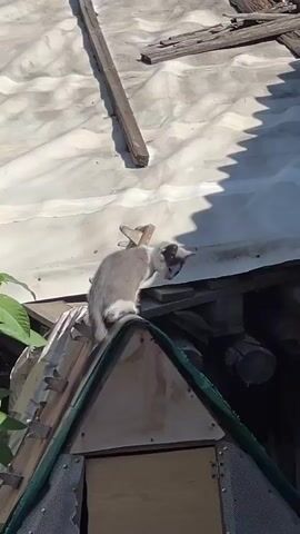 A grey and white kitten sits on the peak of a green-trimmed roof of a small wooden structure. The kitten is looking slightly to its right and the camera. Behind the kitten, a larger, lighter-colored animal, possibly another cat or a small dog, is visible, partially obscured by the kitten. The roof is made of corrugated material with wooden planks and what appears to be a white tarp stretched over the larger structure behind. There are green leaves from a plant on the left side of the frame. The lighting suggests it is daytime with sunlight casting shadows.
