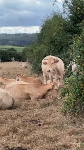 The video displays a herd of light brown cows resting in a dry, grassy field under an overcast sky. In the foreground, several cows are lying down, with some appearing to have numerous small flies on their backs. One cow stands prominently in the mid-ground, facing the camera, while other cows are scattered throughout the field, some lying down and others standing. The background reveals a rolling landscape with trees, fields, and a distant treeline. The overall environment suggests a rural, agricultural setting.