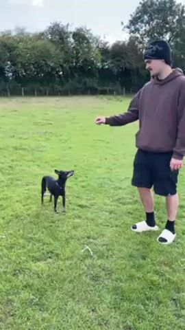 In a slightly overcast outdoor setting, a young man and a small black dog stand on a grassy field. The man, wearing a brown hoodie, black shorts, a black beanie, and white slides with black socks, faces the dog, extending his right arm out in front of him. The dog, which appears to be a Miniature Pinscher mix, stands attentively, looking up at the man. The field is mostly green, with some patches of bare ground. In the background, a line of trees is visible along a fence.