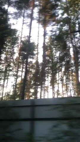 The video shows a blurred view of a forest, likely from a moving vehicle. Tall trees with green leaves are visible, with the sun shining through them, creating streaks of light. The sky appears bright, possibly indicating daylight. The motion blur suggests a rapid movement through the trees. There is a structure visible on the right side of the frame, possibly a wall or part of a building, which is also blurred due to the movement. The overall scene is one of natural surroundings experienced at speed.