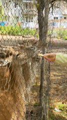 Afternoon at a wildlife park and village grounds in Holubyne