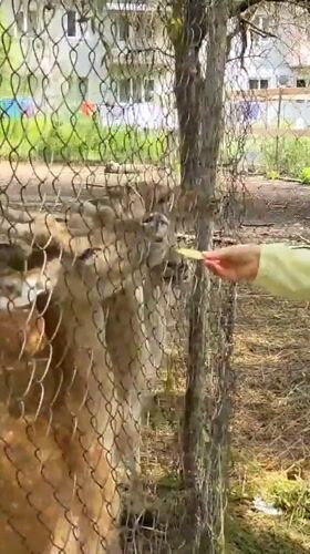 Afternoon at a wildlife park and village grounds in Holubyne