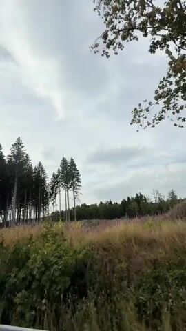 The video shows a view from a moving vehicle. On the left, there is a dense forest with tall trees and foliage. In the center and right of the frame, there is a field of tall, dry grass and some scattered trees. The sky is cloudy. The camera pans to the right, revealing more of the forest and the grassy field.
