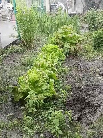 The video shows a small garden bed, likely after a rain, filled with lush green lettuce growing in a row. The soil appears dark and wet. Weeds and other unidentified plants are also growing around the lettuce. A fence and buildings are visible in the background. The shot is static, taken at a medium distance, focusing on the garden bed.