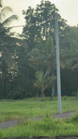 The video shows a woman walking on a path in a tropical setting. She is wearing a black long-sleeved shirt, a white skirt, pink and black socks, and pink running shoes. She also has a white patterned head covering. The path is adjacent to a grassy field with palm trees and other trees in the background. A utility pole stands next to the path. The sky is overcast and the light is soft.