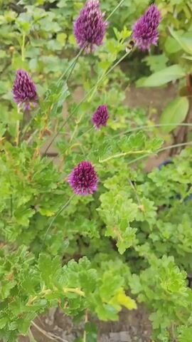A bumblebee flies around purple flowers on a plant.