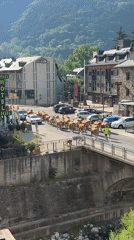 Cattle herd crosses bridge in Spanish town with handlers