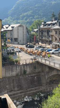 Cattle herd crosses bridge in Spanish town with handlers