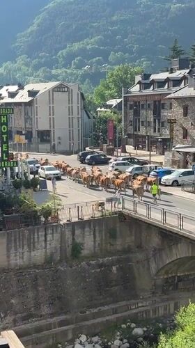 Cattle herd crosses bridge in Spanish town with handlers