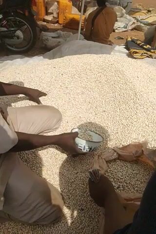 The video begins with a close-up of a hand holding a round object, possibly a ball, in front of a large pile of small, light-colored beans or seeds. The hand is dark-skinned and appears to be reaching into the pile. The background is blurry but shows more of the same beans filling a large sack or area. The lighting suggests an outdoor or semi-outdoor environment. As the video progresses, the person holding the ball adjusts their grip and examines the object. The camera angle shifts slightly, revealing more of the person's arms and legs, dressed in light-colored clothing. Other people are visible in the background, one with legs crossed near the sack of beans and another partially obscured by a yellow object. The scene appears to be a marketplace or storage area where agricultural products are being handled. The object in the hand is then placed on top of the pile of beans. The video continues to focus on the hands and the beans, with shadows suggesting movement and activity. There is a brief shot of a white jug with blue writing next to the beans, and then the camera pans slightly to reveal more of the environment. The video ends with a view of the beans and the person's hands interacting with them.