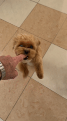 Dog snaps at hand, runs toward stroller in Khimki