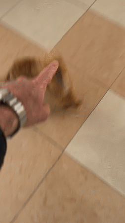 Dog snaps at hand, runs toward stroller in Khimki