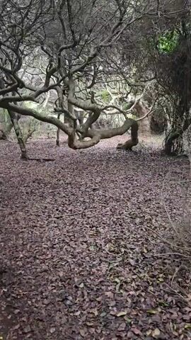 The video shows a forest floor covered in dead leaves. There are trees with twisted and gnarled branches, creating an eerie and dense canopy overhead. The overall environment appears dark and gloomy.