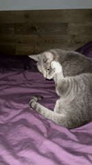 Cat grooming itself on purple bed in Moscow home