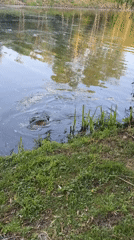 Early morning carp catch recorded at Merelbeke pond