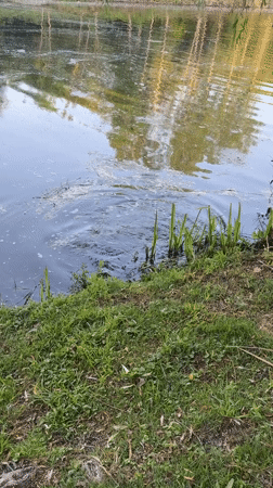 Early morning carp catch recorded at Merelbeke pond