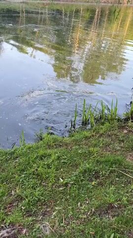The video shows a small, still body of water, likely a pond or lake, with a grassy bank in the foreground. The water surface is dark and reflects the surrounding trees and sky. There are a few small patches of debris floating on the water. In the middle of the frame, near the grassy bank, a duck suddenly emerges from the water, creating ripples and splashes. The duck appears to be brown and white. The camera remains static throughout the video.