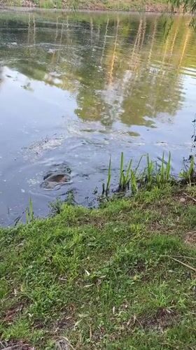 Early morning carp catch recorded at Merelbeke pond
