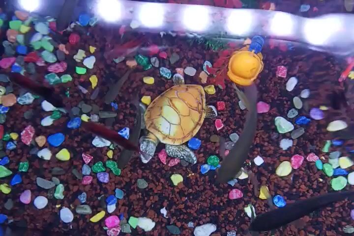 This is a top-down video of a small aquarium. The substrate is dark brown gravel mixed with colorful, polished pebbles of various sizes and colors, including pink, blue, green, yellow, white, and red. In the center of the aquarium is a small, decorative turtle with a yellowish-orange shell and grey head and limbs. There are several small fish swimming around. Some of the fish are dark gray and appear to be elongated, while others are red. There is also a yellow, snail-shaped decoration in the lower left quadrant of the screen. The bottom of the aquarium is illuminated by a row of bright white LED lights.