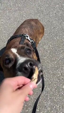 A person's hand is holding a treat to a boxer dog's snout. The dog is brown and white with a black harness and leash. The dog is on a paved surface, possibly a sidewalk or road. The background shows a car and some greenery. The dog appears to be eating the treat.