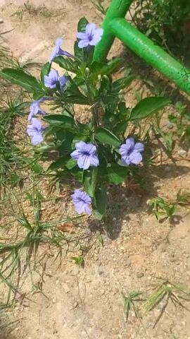 The video shows a small shrub with purple flowers growing in a sunny area. The ground around the plant is mostly dirt and sparse grass. A green, curved metal bar rests next to the plant, partially obscured by the foliage. The camera angle is a high-angle shot, looking down at the plant from above.