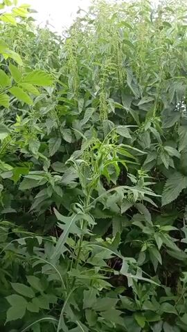The video shows a close-up view of a dense patch of tall green nettle plants. The nettles are leafy with serrated edges and have hanging clusters of small green flowers or seed pods. There are also other green plants visible, some with more deeply lobed leaves, intermingled with the nettles. The background is a blur of green foliage and possibly a hint of the sky or lighter-colored sky at the top. The lighting suggests it is daytime, possibly overcast. There are no people or animals visible. The focus is entirely on the vegetation.