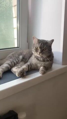 A gray tabby cat is lying on a white windowsill. The cat is looking to its right, with its body facing slightly towards the camera. The cat's tail is curled around its body. The windowsill is in front of a window, which has a blurry view of the outside. The room is bright, with sunlight coming through the window.