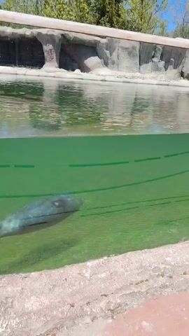 The video captures an underwater view of an aquatic animal enclosure, likely at a zoo or park in Tepebaşı, Turkey. The scene is brightly lit, indicating a sunny daytime. Two large, grey aquatic mammals, resembling manatees, are the primary subjects, swimming calmly within the greenish water. One manatee glides horizontally near the water's surface, while a second, larger individual swims deeper below it, partially obscured by the water's depth.

The enclosure features artificial rock formations and concrete structures both above and below the waterline, simulating a natural habitat. A clear glass panel provides a close-up underwater perspective, with a concrete ledge or walkway visible in the immediate foreground, suggesting a public viewing area. The water's surface reflects the bright sky and surrounding environment. The animals appear serene as they swim. No people are visible, and there is no discernible text in the frame.