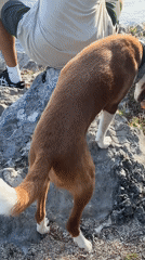 Man and dog enjoy clifftop view in Montenegro