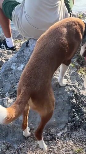 Man and dog enjoy clifftop view in Montenegro