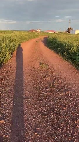 This video captures a person's shadow cast on a dusty, reddish-brown dirt road. The road curves gently into the distance, bordered by tall, green grass on either side. In the background, several houses with reddish-brown roofs and white walls are visible, suggesting a rural setting. The sky above is partly cloudy, with the warm light of what appears to be sunset or sunrise casting long shadows and illuminating the scene. The video seems to be a point-of-view shot, implying the person is walking or moving along the road. There are no other people or vehicles immediately visible in the frame. The overall atmosphere is peaceful and rural.