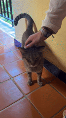 Tourist pets cats, explores fountain courtyard in Playa del Carmen