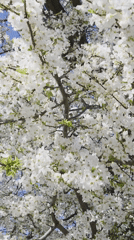 Spring blooms and pigeons observed in Varna courtyard