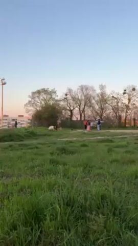 In a wide shot, a grassy field takes up the foreground. Further back, a group of about six people stand near a row of trees. Several dogs are near the group. In the distance, there are buildings and a light pole. The sky is blue with a hint of pink at the horizon, suggesting it is either dawn or dusk. A person walks in the background on the left.