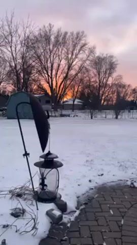 The video shows a snowy backyard scene at sunrise. A lantern hangs on a stand near a brick patio. In the background, a small shed and a house are visible. Bare trees stand against a colorful sky with hues of orange, pink, and purple. The ground is covered in snow. A dog can be heard barking.