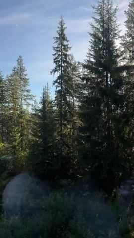 The video shows a view through a window, likely from a vehicle, looking out at a forest of tall evergreen trees. The sun is shining, casting light through the branches and creating some lens flare effects on the video. In the foreground, out of focus, are some blurry shapes that appear to be part of the environment outside the window or perhaps reflections on the glass. The sky above the trees is blue with some wispy clouds. The overall impression is of a scenic drive through a coniferous forest.