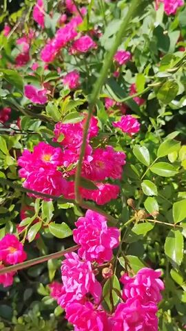 The video captures a close-up view of a bush with numerous bright pink roses in bloom. The roses are densely clustered on the branches, with some flowers fully open and others in bud. The petals are vibrant and appear soft. Lush green leaves surround the flowers, creating a verdant backdrop. The sunlight filters through the leaves and flowers, casting gentle shadows and highlighting the textures. The camera seems to be positioned at eye level with the bush, offering an intimate perspective of the floral display. The overall impression is one of natural beauty and the abundance of a flowering garden in full bloom.