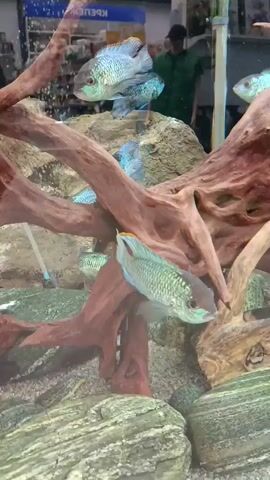 A group of blue and green fish swim in a large aquarium. The aquarium has a sandy bottom, rocks, and pieces of driftwood for decoration. In the background, a person in a green shirt and a dark hat can be seen walking past the aquarium. There are shelves with various items visible behind the person.