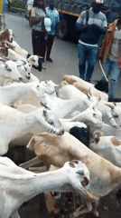 Goat herd crosses urban road with human guides