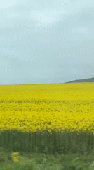 Rural drive through yellow flower fields captured amid overcast weather