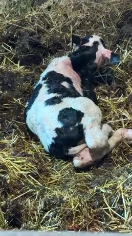A newborn calf lies on its side in straw and mud. Its fur is patchy black and white and wet. Its eyes are closed and its mouth is open. A black cow with yellow ear tags stands nearby, its mouth open as if mooing. The cow's eyes are visible and it appears to be looking at the camera. The background consists of wooden structures and more straw and mud.