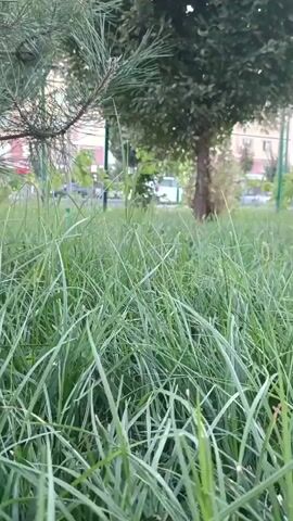 The video shows a low-angle view of tall green grass in an outdoor setting. In the background, there are trees, buildings, and a street with a car and people walking. The lighting suggests it is daytime.