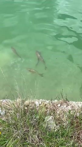 The video shows a school of fish swimming in clear, green water. The fish are of various sizes, with some being larger than others. They are swimming near the surface and appear to be agitated. The water is surrounded by vegetation and rocks. In the background, there are trees and mountains. The sun is shining, and the water is reflecting the light. The video is shot from a low angle, close to the water.