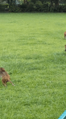 Monkeys hanging out in a grassy spot near Agra