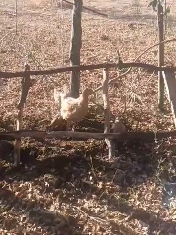 A brown chicken is seen foraging on the ground next to a rustic wooden fence in a rural outdoor setting. The ground is covered with dry leaves and dirt. The chicken moves around, pecking at the ground. Another, smaller brown chicken is partially visible near the larger chicken. The sun appears to be shining, creating shadows and highlighting the dry environment.