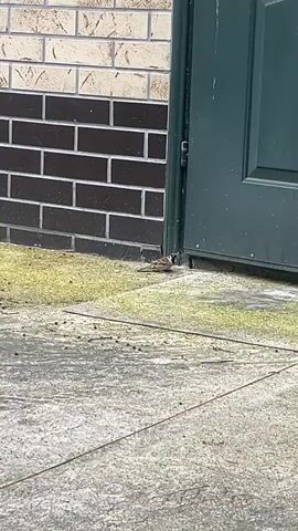 A small brown bird is seen on the grass near a building and a green door. The building has a brick facade with alternating beige and dark brown bricks. The ground is a mixture of concrete and grass, with small dark specks scattered on both surfaces. The bird is facing left and appears to be foraging. The camera is positioned low to the ground, looking up at the bird and the building. The lighting suggests it is daytime.